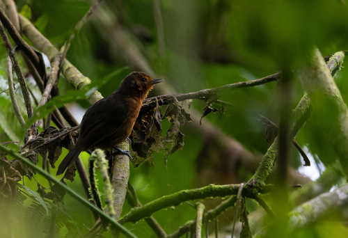 Blackish Antbird (Cercomacroides nigrescens), photo 5