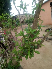 Gymnanthemum amygdalinum