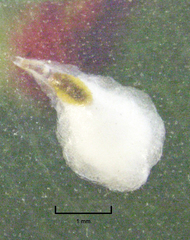 Anoplaspis metrosideri