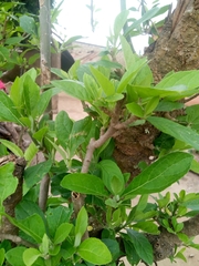 Gymnanthemum amygdalinum