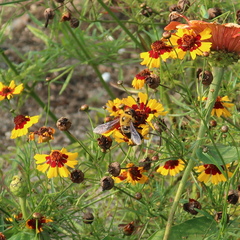 Xylocopa appendiculata
