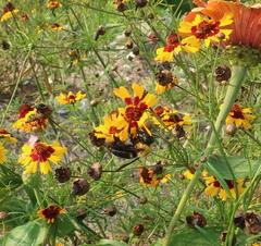 Xylocopa appendiculata
