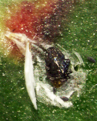 Anoplaspis metrosideri