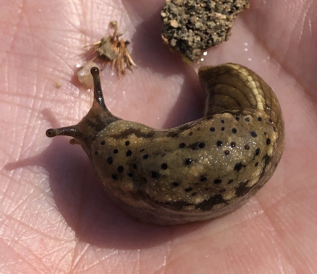 Oopeltinae