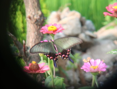 Papilio dehaanii