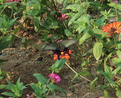 Papilio dehaanii