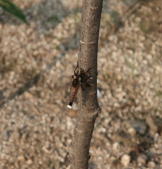 Promachus yesonicus