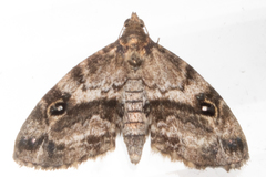 Melanomma auricinctaria