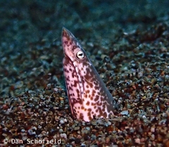 Apterichtus klazingai