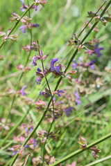 Salvia virgata