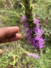 Liatris glandulosa