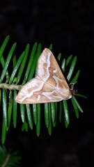 Caripeta angustiorata