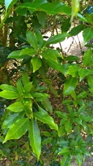 Dendropanax dentiger