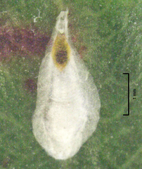 Anoplaspis metrosideri