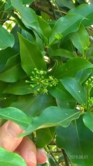 Dendropanax dentiger