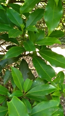 Dendropanax dentiger