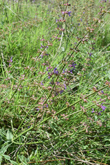 Salvia virgata