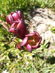 Gentiana purpurea