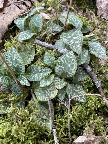 Goodyera repens iNat (2)