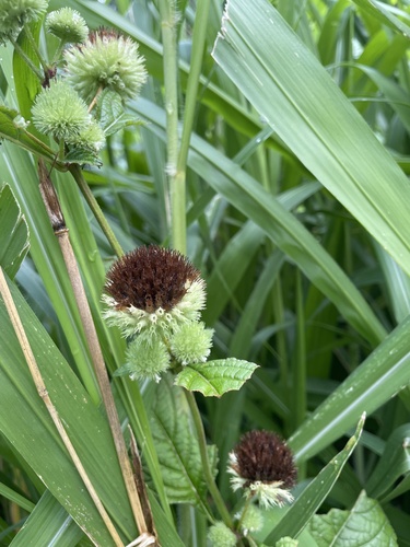 Hyptis capitata observed 2025-03-04