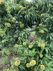 Castanea crenata