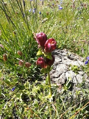 Gentiana purpurea