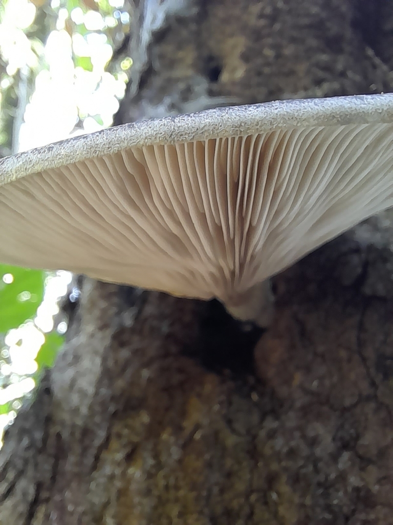 Pleurotus australis · March 2025 · photo: © mphnz (iNaturalist, cc0)