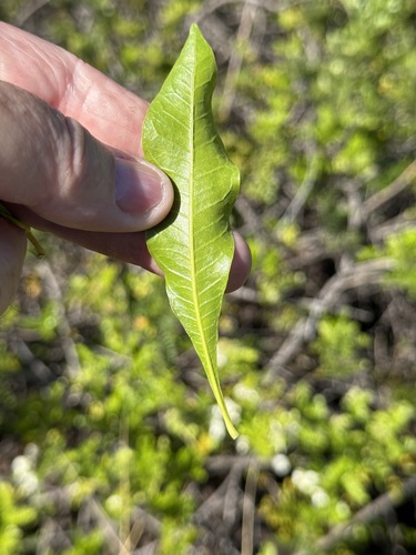Dodonaea viscosa observed 2025-03-03