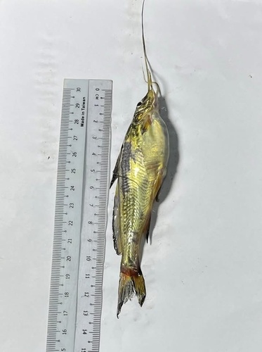 Gangetic mystus (Mystus cavasius) — Bagridae