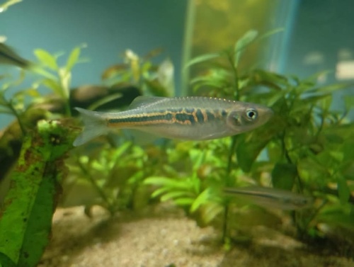 Red Giant Danio