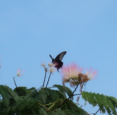 Papilio dehaanii