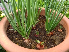 Allium cepa aggregatum