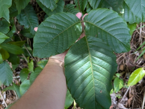 Sandoricum koetjape observed 2025-03-04