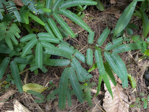 Albizia chinensis, 2025-03-04