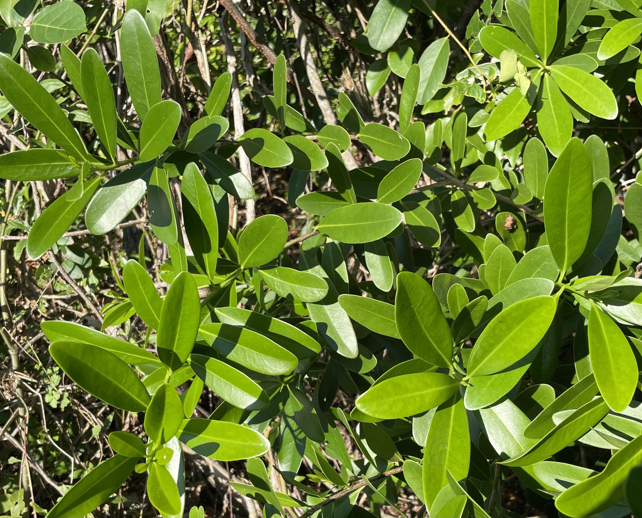 Imagem de Canela-branca