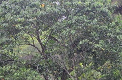 Boa constrictor constrictor