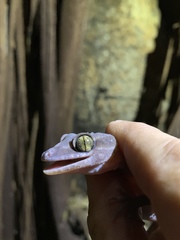 Cyrtodactylus mcdonaldi