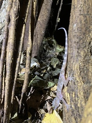 Cyrtodactylus mcdonaldi