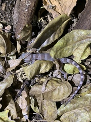 Cyrtodactylus mcdonaldi