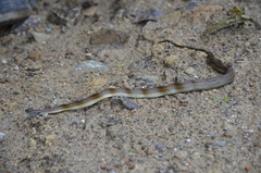 Saphenophis boursieri