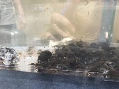 Rhithropanopeus harrisii