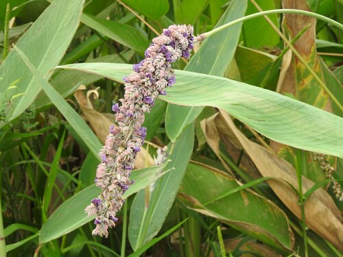 Thalia multiflora, photograph 4