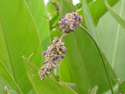 Thalia multiflora, photograph 5
