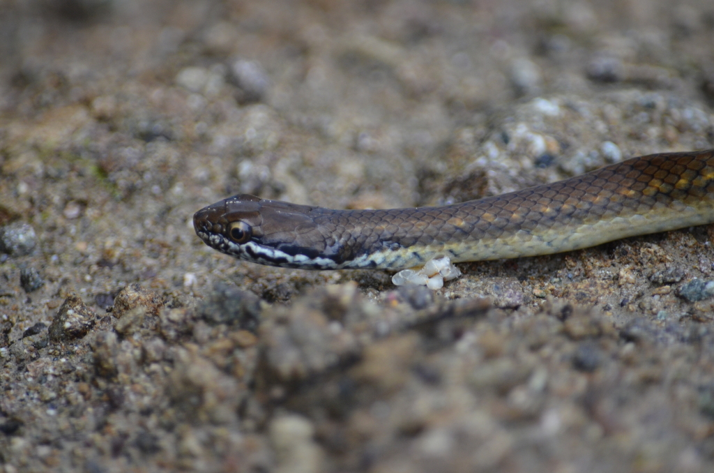 Quito Smooth Ground Snake