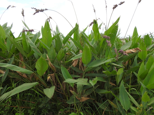 Thalia multiflora, photograph 2