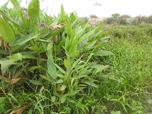 Thalia multiflora, photograph 3
