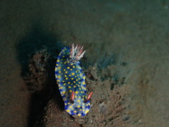 Hypselodoris confetti