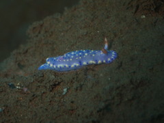 Hypselodoris
