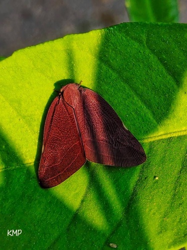 Pochazia antica