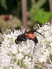 Anoplius infuscatus